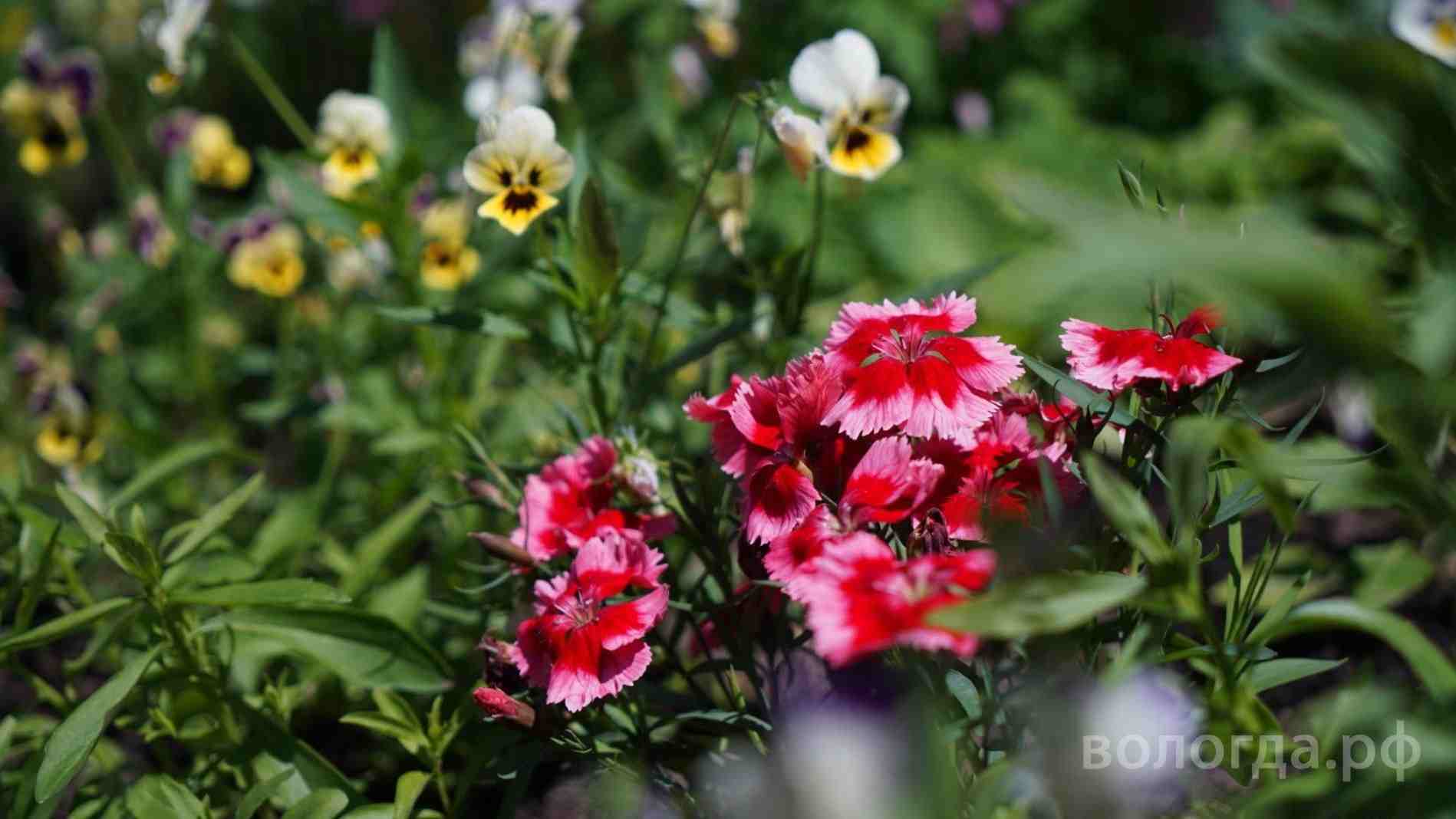 Порядка 130 тыс. цветов высадят в Вологде в весенне-летний период