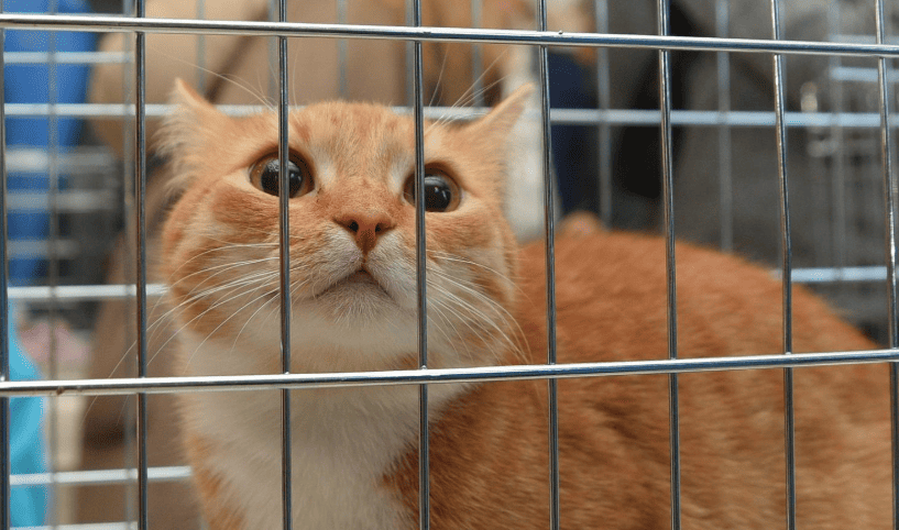 Вологжане могут подарить тепло домашнего очага животным (6+)